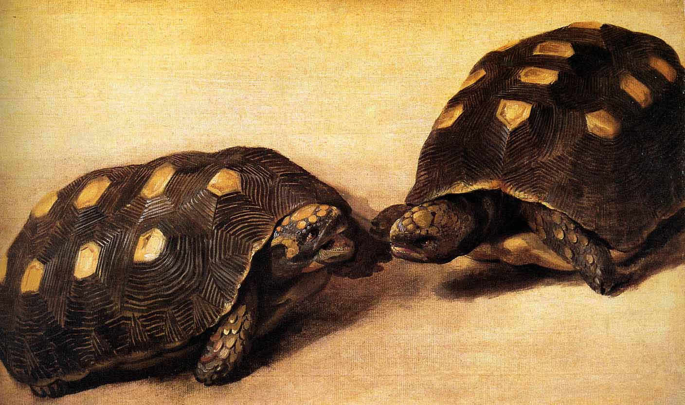 Two dueling tortoises